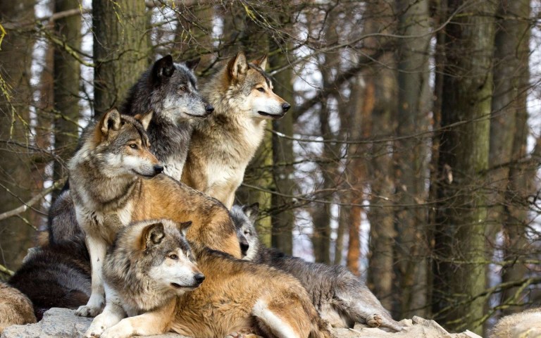 wolves