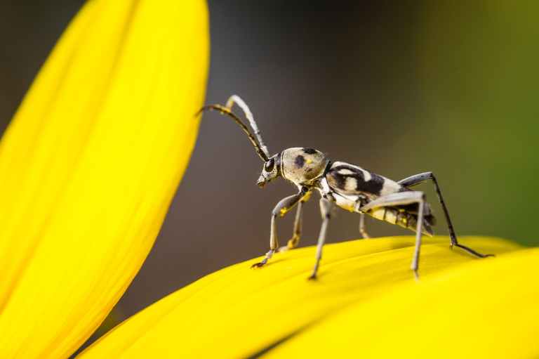 bug on flower